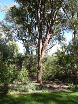 APII jpeg image of Corymbia calophylla  © contact APII