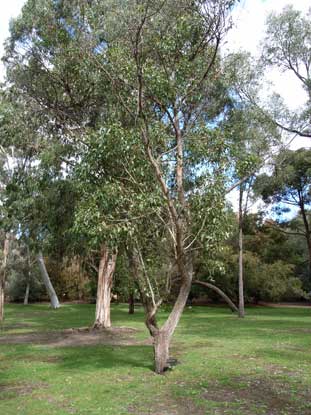 APII jpeg image of Eucalyptus baxteri  © contact APII