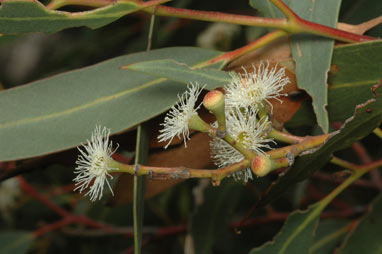 APII jpeg image of Eucalyptus racemosa subsp. racemosa  © contact APII