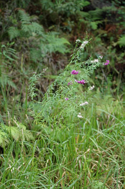 APII jpeg image of Polygala virgata  © contact APII