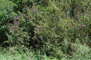 APII jpeg image of Tibouchina urvilleana  © contact APII