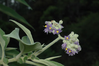 APII jpeg image of Solanum mauritianum  © contact APII