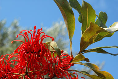 APII jpeg image of Stenocarpus sinuatus  © contact APII