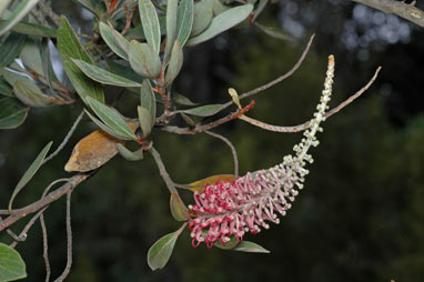 APII jpeg image of Grevillea gillivrayi  © contact APII