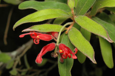 APII jpeg image of Grevillea mollis  © contact APII