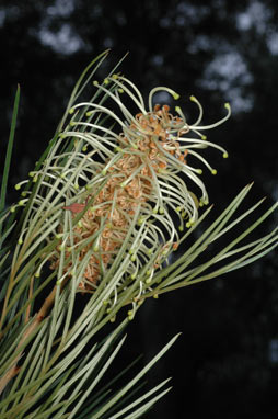 APII jpeg image of Grevillea hodgei  © contact APII