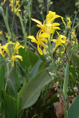 APII jpeg image of Canna indica  © contact APII