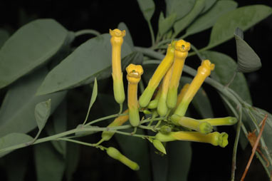 APII jpeg image of Nicotiana glauca  © contact APII