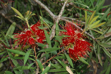 APII jpeg image of Callistemon montanus  © contact APII