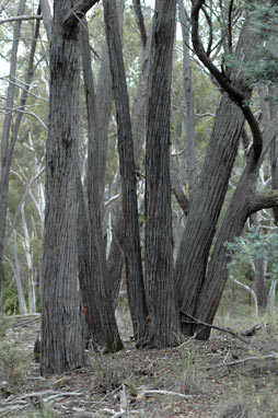 APII jpeg image of Eucalyptus macrorhyncha  © contact APII