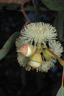 APII jpeg image of Eucalyptus cosmophylla  © contact APII