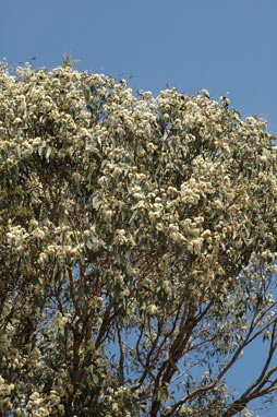 APII jpeg image of Eucalyptus macrorhyncha  © contact APII