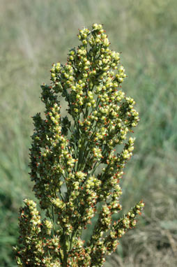 APII jpeg image of Sorghum bicolor  © contact APII