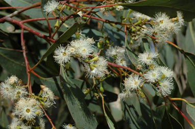 APII jpeg image of Eucalyptus microcarpa  © contact APII