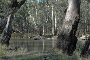 APII jpeg image of Eucalyptus camaldulensis  © contact APII