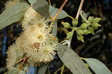 APII jpeg image of Eucalyptus lesouefii  © contact APII