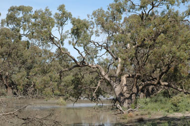 APII jpeg image of Eucalyptus largiflorens  © contact APII