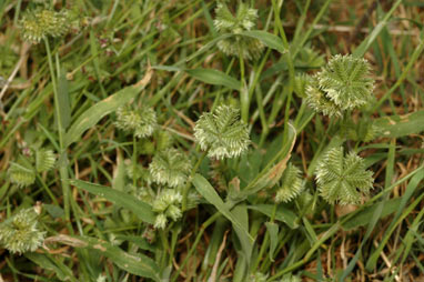 APII jpeg image of Dactyloctenium radulans  © contact APII