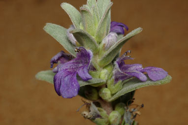 APII jpeg image of Ajuga australis  © contact APII