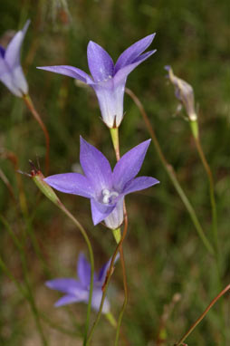 APII jpeg image of Wahlenbergia communis  © contact APII