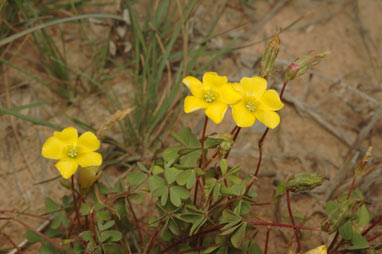 APII jpeg image of Oxalis perennans  © contact APII