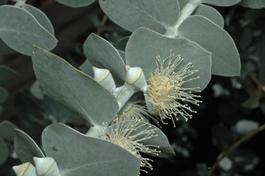 APII jpeg image of Eucalyptus pulverulenta  © contact APII