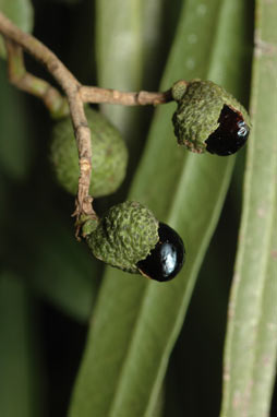 APII jpeg image of Geijera parvifolia  © contact APII