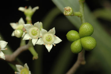 APII jpeg image of Geijera parvifolia  © contact APII