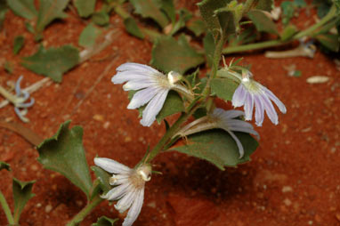 APII jpeg image of Scaevola humilis  © contact APII