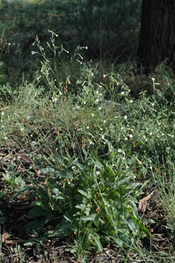 APII jpeg image of Nicotiana goodspeedii  © contact APII