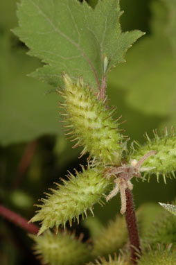 APII jpeg image of Xanthium occidentale  © contact APII