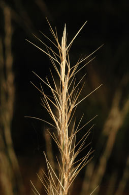 APII jpeg image of Aristida jerichoensis var. subspinulifera  © contact APII