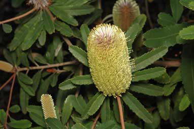 APII jpeg image of Banksia oblongifolia  © contact APII