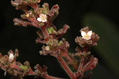 APII jpeg image of Zieria obcordata  © contact APII