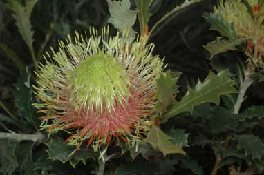 APII jpeg image of Banksia heliantha  © contact APII