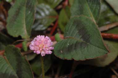 APII jpeg image of Persicaria capitata  © contact APII