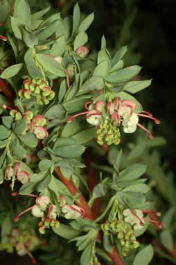 APII jpeg image of Grevillea iaspicula  © contact APII