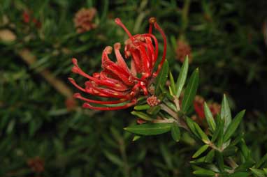 APII jpeg image of Grevillea 'New Blood'  © contact APII