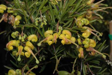 APII jpeg image of Grevillea 'Lemondaze'  © contact APII