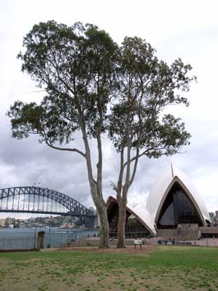 APII jpeg image of Eucalyptus tereticornis  © contact APII