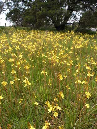 APII jpeg image of Bulbine bulbosa  © contact APII