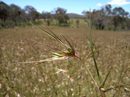 APII jpeg image of Themeda triandra  © contact APII