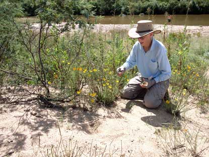 APII jpeg image of Eschscholzia californica  © contact APII