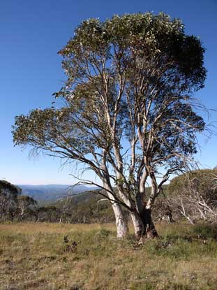 APII jpeg image of Eucalyptus pauciflora  © contact APII