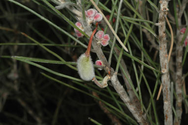 APII jpeg image of Grevillea pityophylla  © contact APII