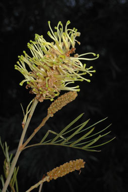 APII jpeg image of Grevillea hodgei  © contact APII