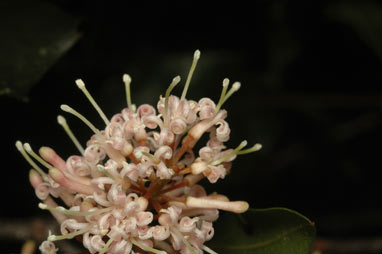 APII jpeg image of Macadamia ternifolia  © contact APII