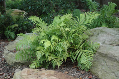 APII jpeg image of Blechnum cartilagineum  © contact APII