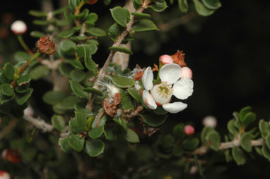 APII jpeg image of Cyathostemon blackettii  © contact APII