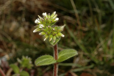 APII jpeg image of Cerastium glomeratum  © contact APII